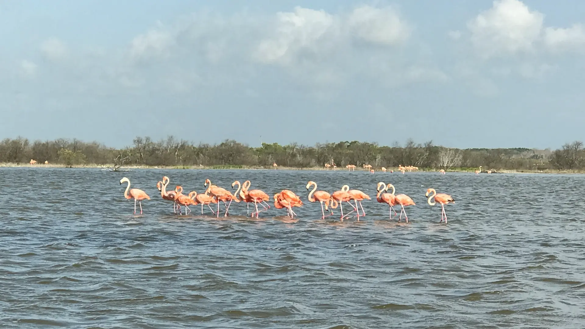 Flamingos in Rio Lagartos