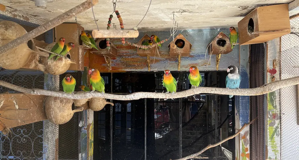 Someone converted a house patio into an aviary